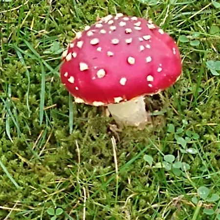 Waldgefluester Апартаменты *